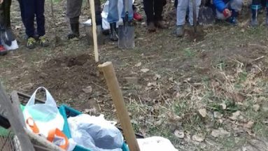 W Grabinie sadzą nie tylko graby
