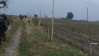 W Grabinie sadzą nie tylko graby