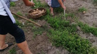 Najprostsze narzędzie- motyka jeszcze się może przydać.